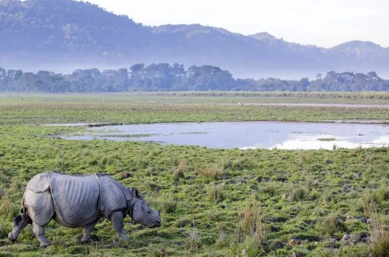 A Rhinoceros and beautiful scenery