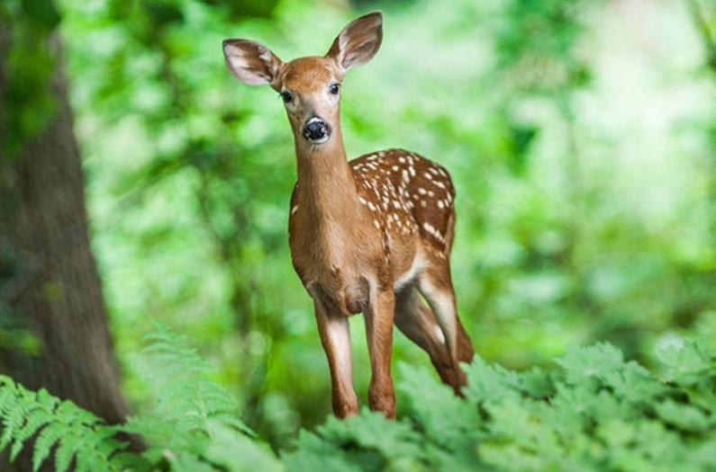 A beautiful Deer in Molai forest reserve.
