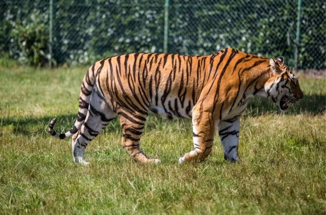 A tiger walking in Bengal safari