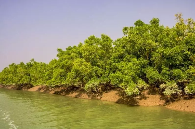 Beautiful view of Sundarban National Park