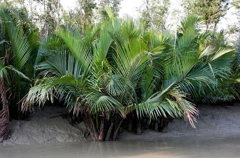 Beautiful view of Sundarban Tiger View Point