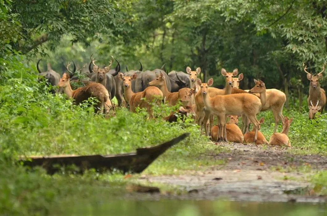 Deer and Buffaloes seen on dry land after floods