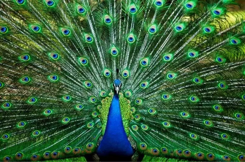 Peacock fair of Peacock
