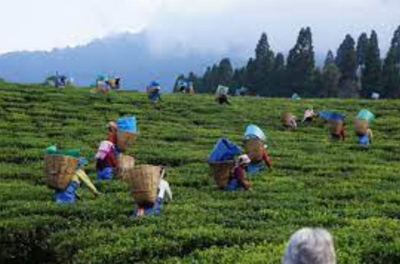 People working in tea garden