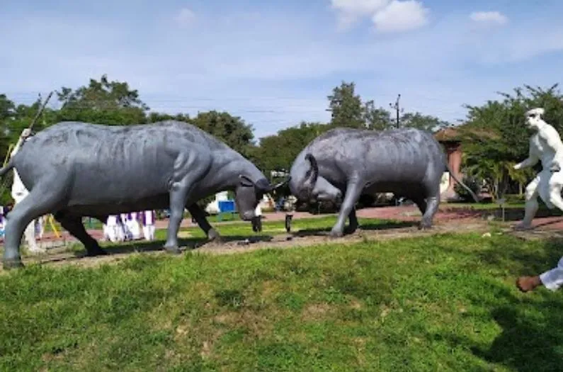 Scene of two buffaloes fighting