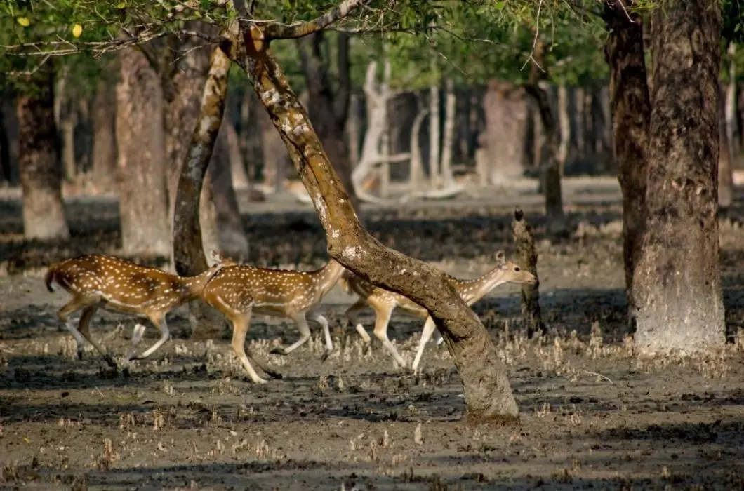 Sundarban national Park- India's largest mangrove forest