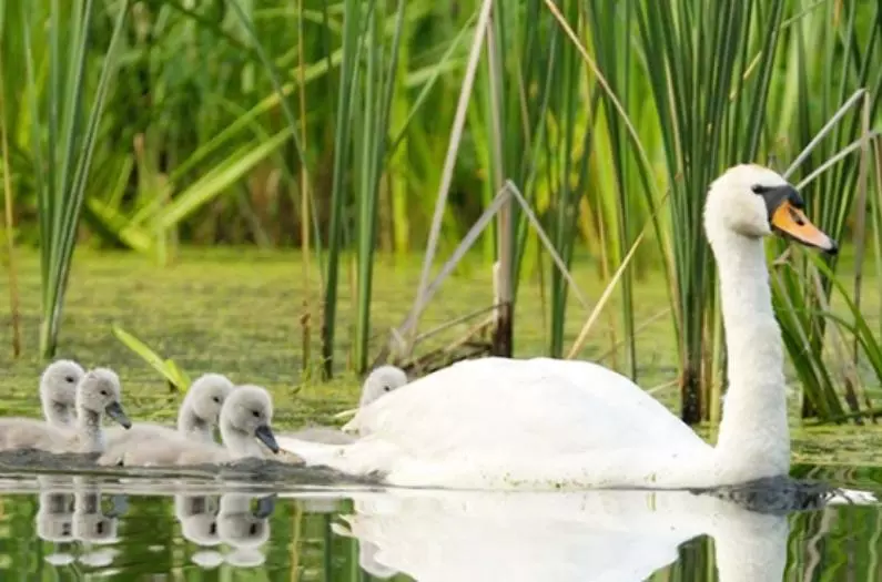 The mother duck is walking together in the pond with her cubs