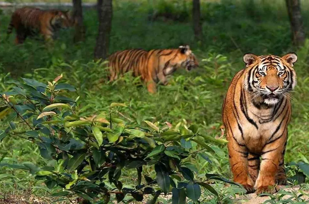 The tiger is walking in its own area in its own mind