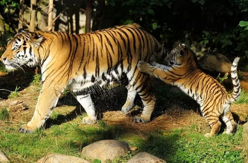 Child of a Tiger plays with his mother 