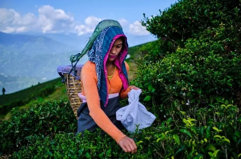 happy-valley-tea-estate-kingdom-of-tea-lover-indiano-travel