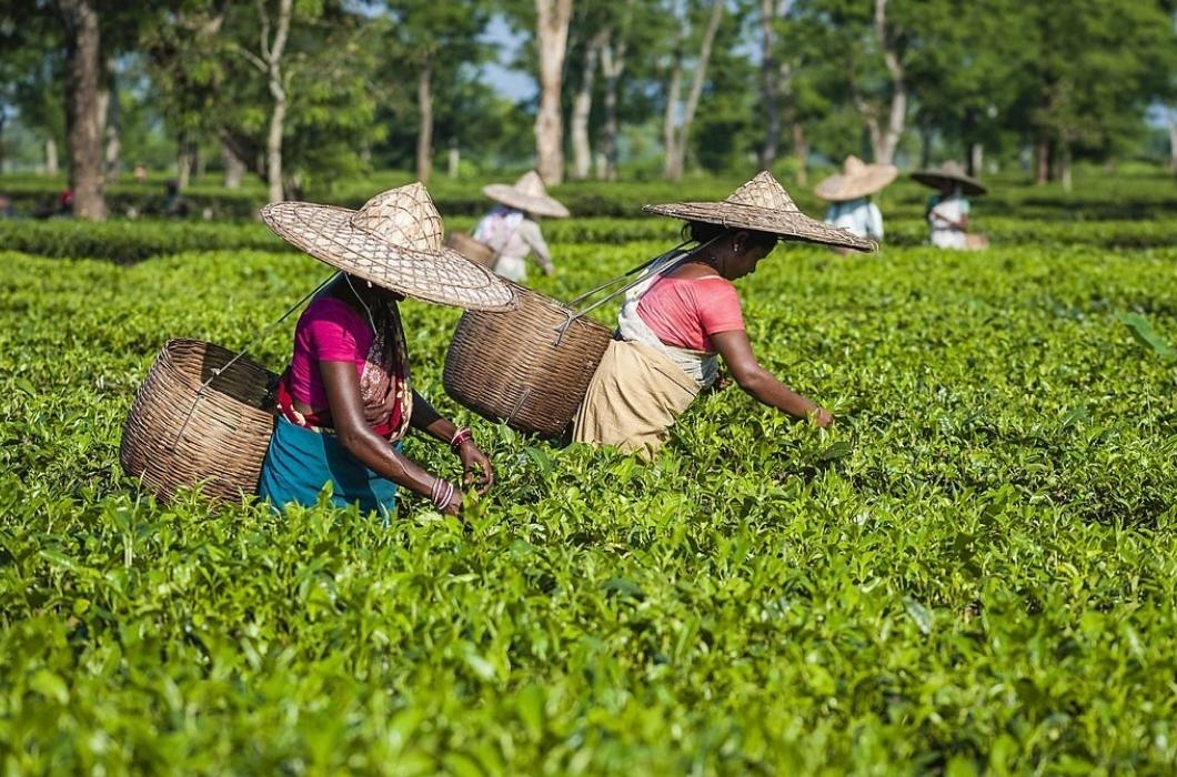 A group of female employees harvest the second flush of tea leaves in Jorhat