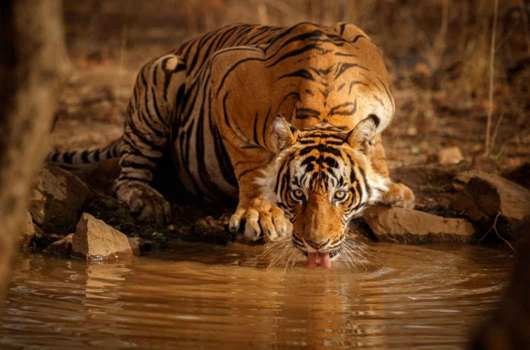 Feature Image of Sundarbans