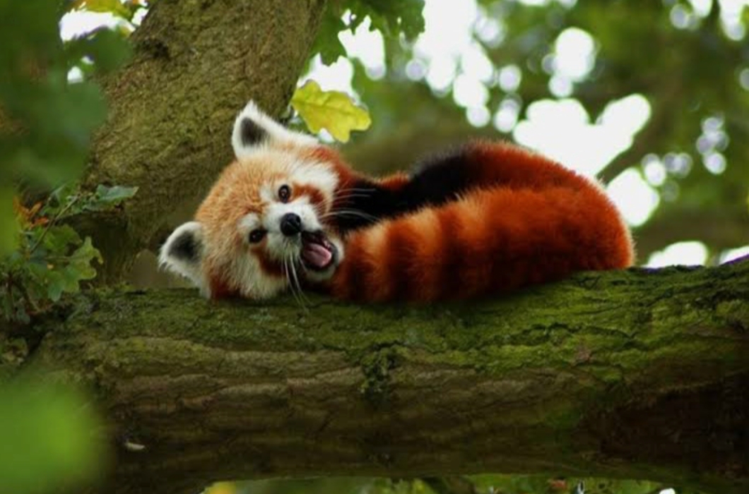 Red panda stay at top of the tree in Dibang wildlife sanctuary