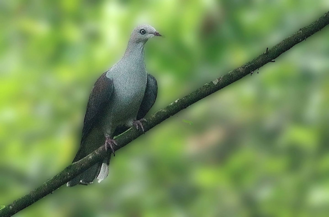 Beautiful pic of a pigeon in Eaglenest Wildlife Sanctuary