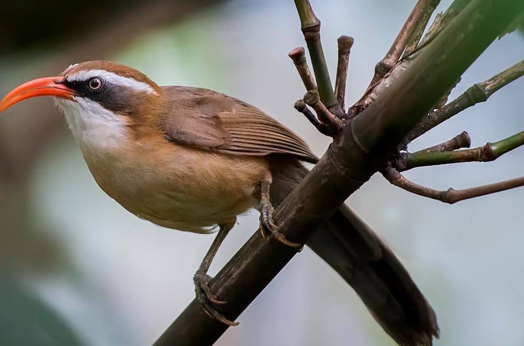 Red-billed Scimitar Babbler Kamlang Wildlife Sanctuary