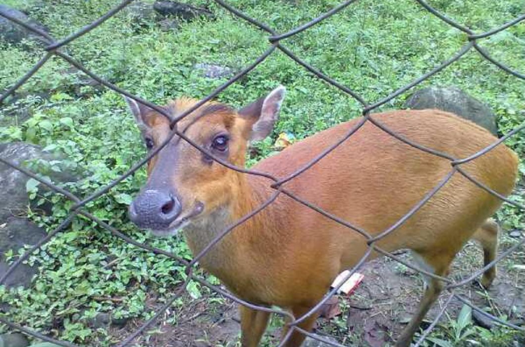 Roing Zoo in Arunachal Pradesh