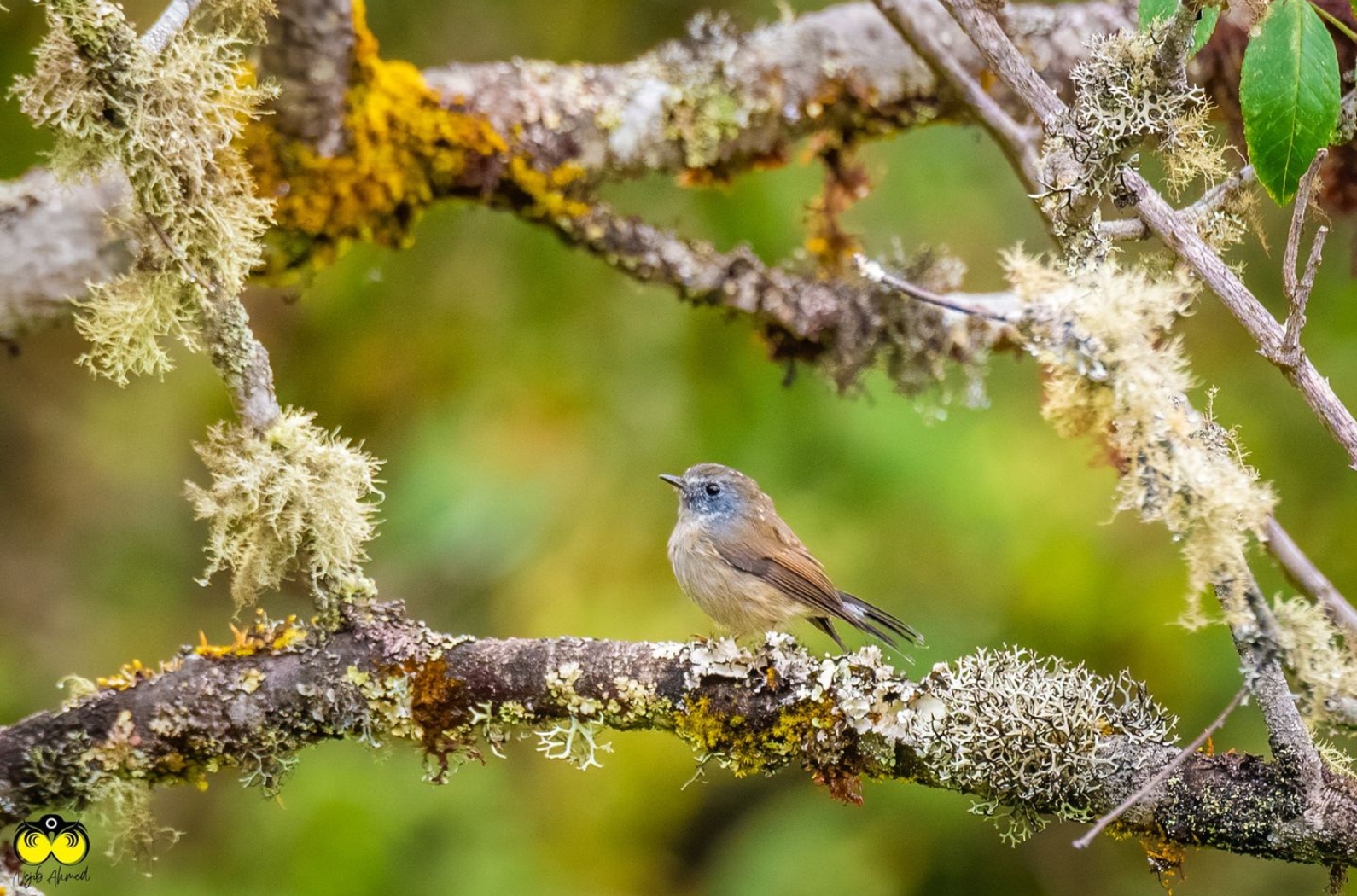 The beautiful sighting of bird in Eaglenest Wildlife Sanctuary