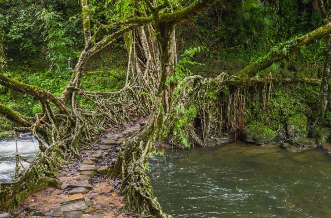 A living roots bridge over a river in deep forest surround by flora on a dull, overcast day in Khasi hills near the village of Riwai, Meghalaya, INDIA.