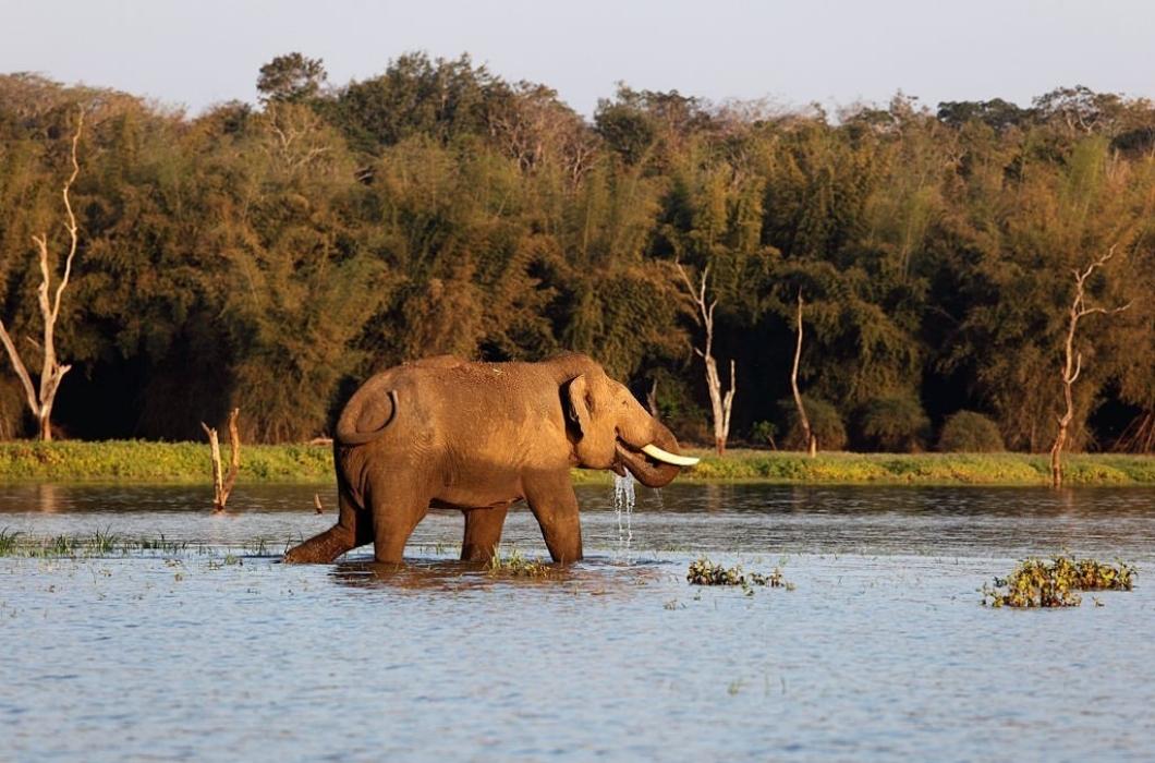 An elephant is roaming in Rajiv Gandhi Park.