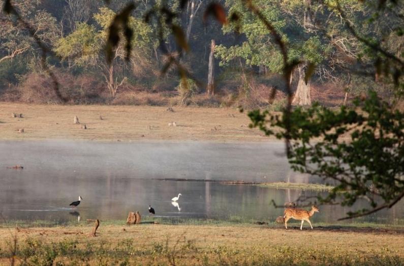 Animals and birds roam in Rajib Gandhi Park.