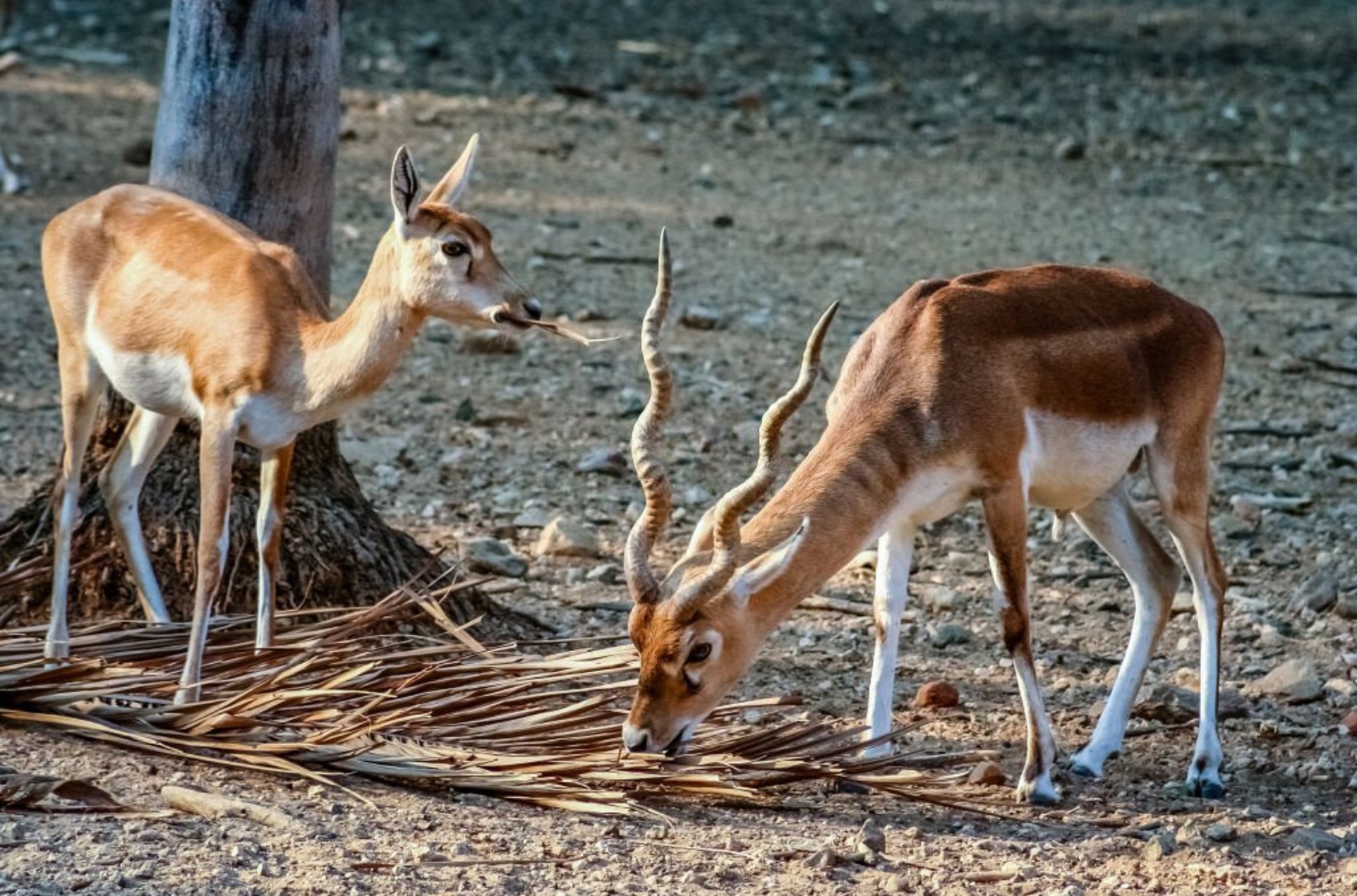 Blackbuck Antelopes in the zoo in Mysore, India.