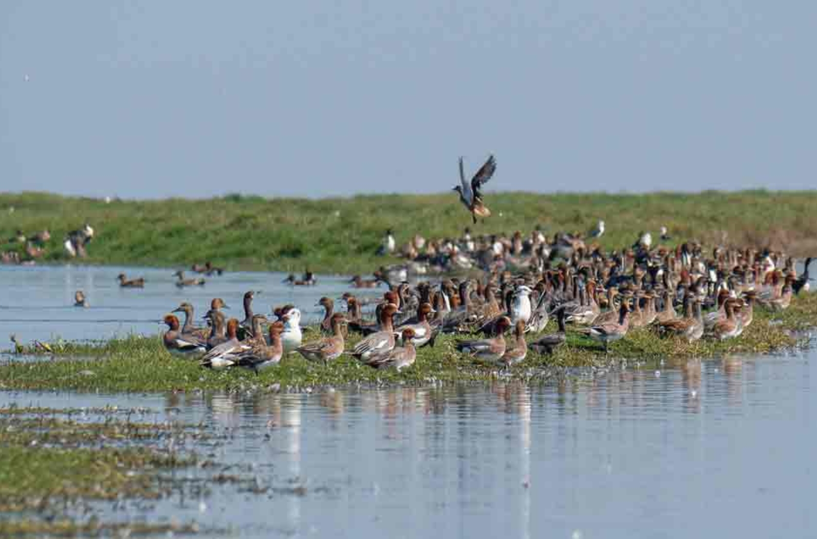 Nalbana Bird Sanctuary