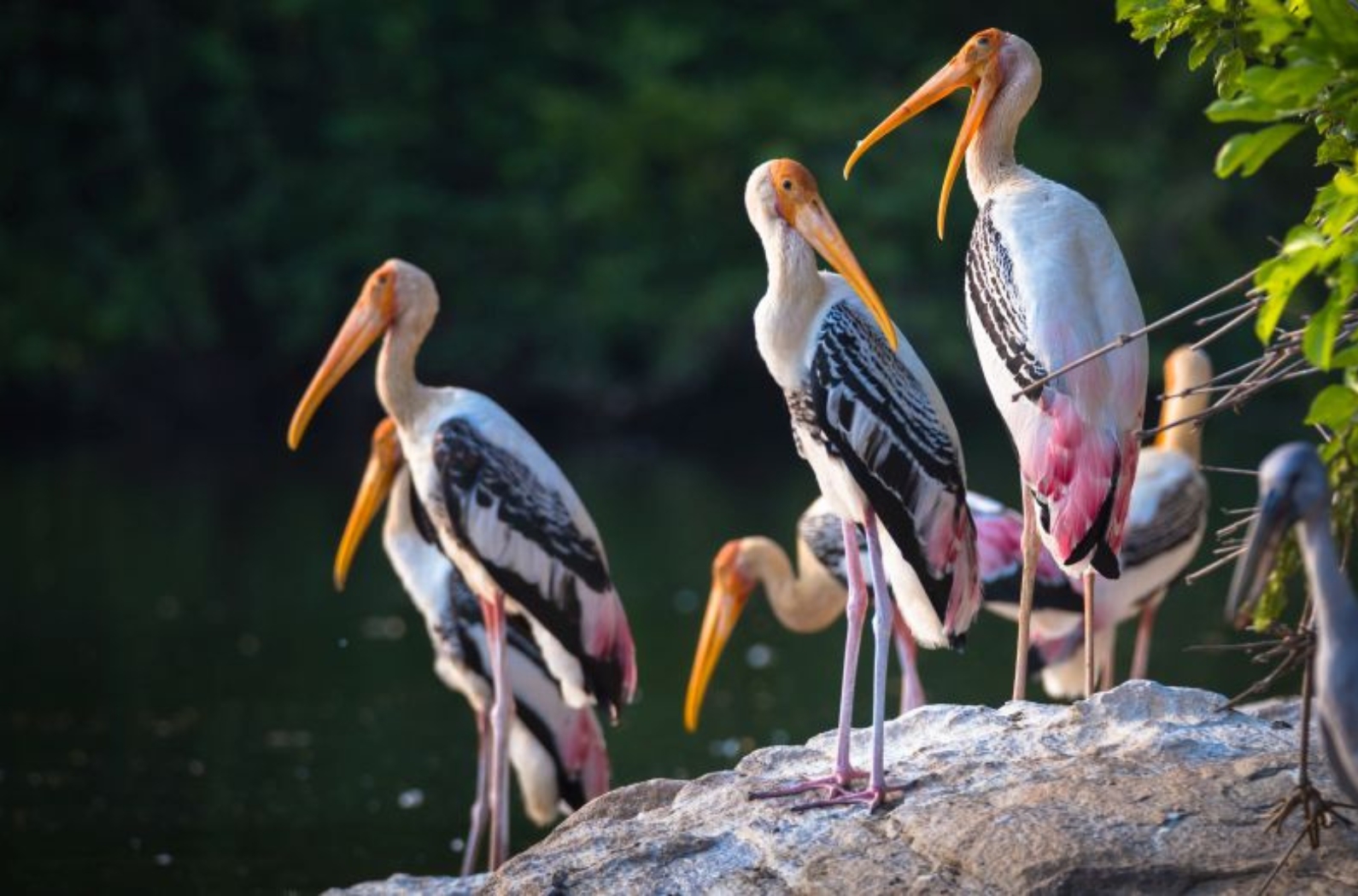 Nalbana Bird Sanctuary