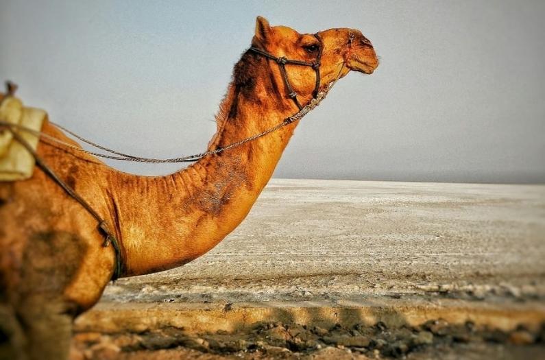 Camel at White Desert of Kutch.