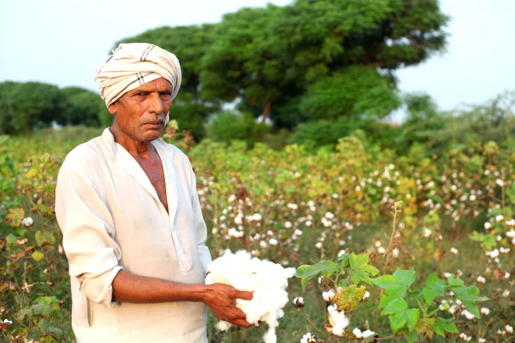 People Collecting Cotton