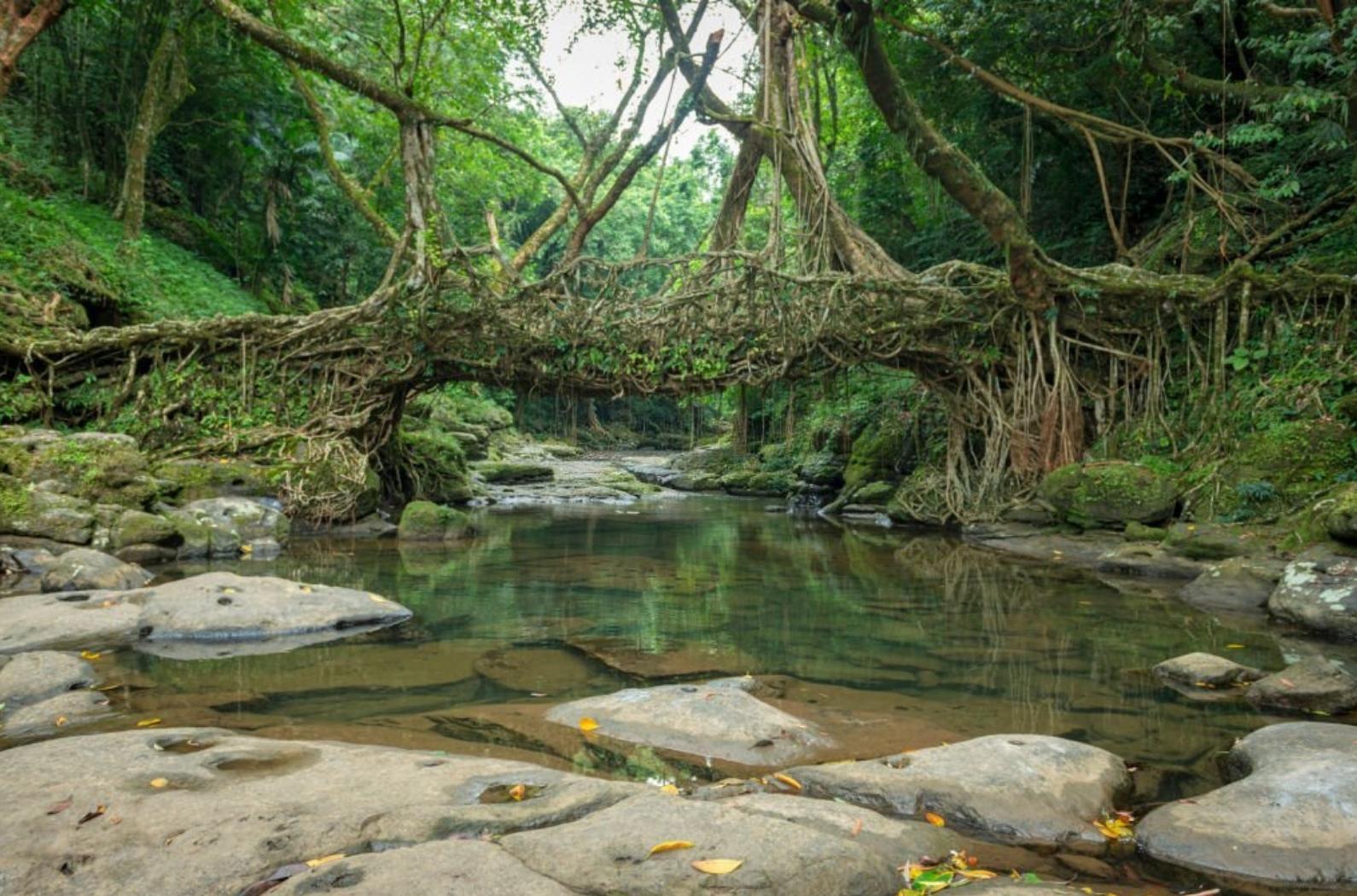 Living Root Bridge handmade from the aerial roots of rubber fig trees (Ficus elastica) by the Khasi and Jaintia peoples Meghalaya, India.