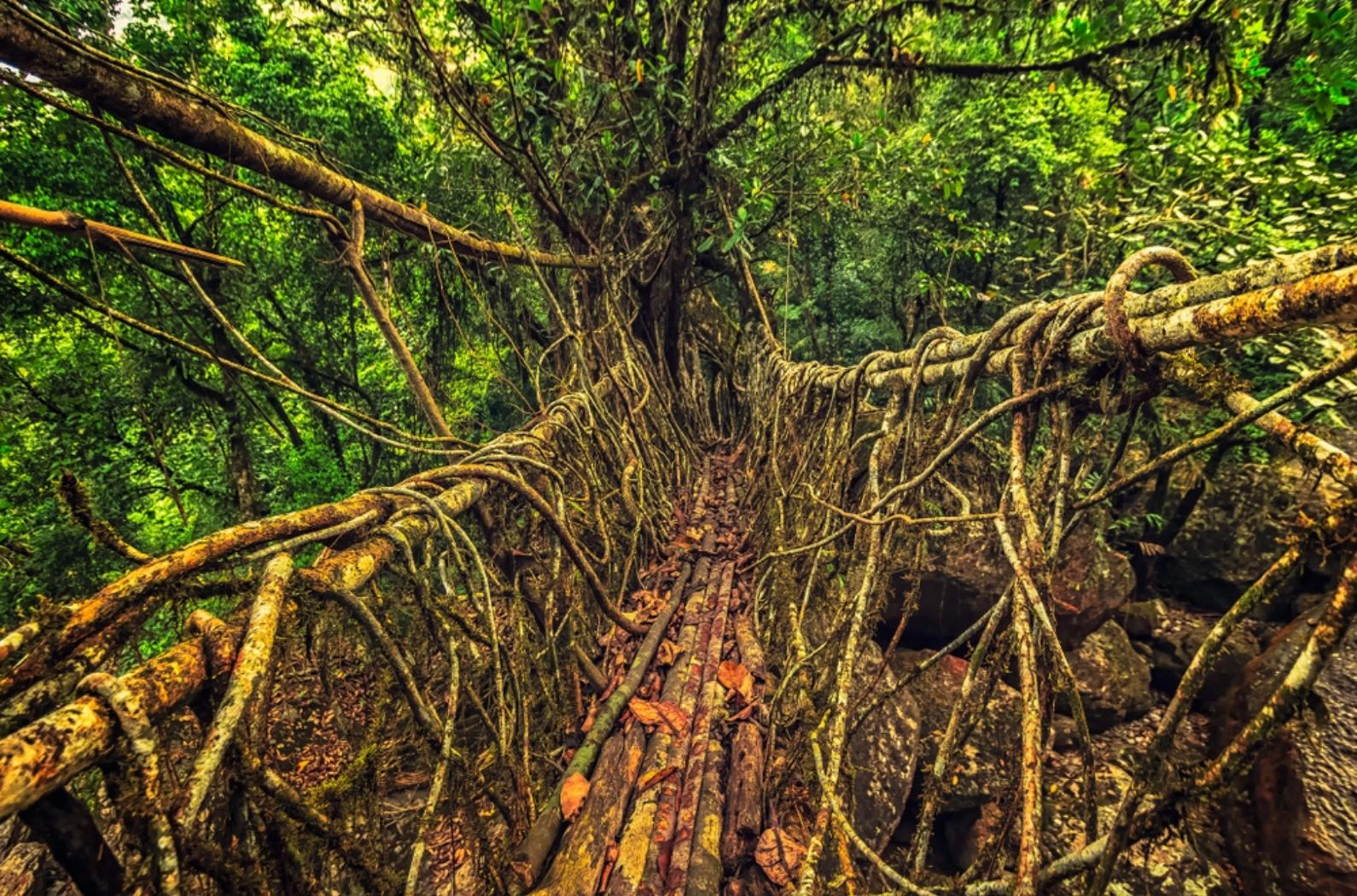 Living roots bridge formed by training tree roots over years to knit together near Nongriat village, cherrapunji, Meghalaya.