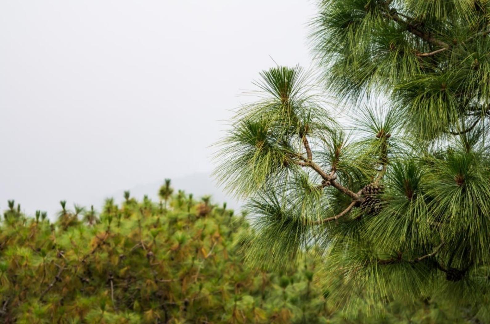 Pine tree at Shillong View Point, Laitkor Peak in India.
