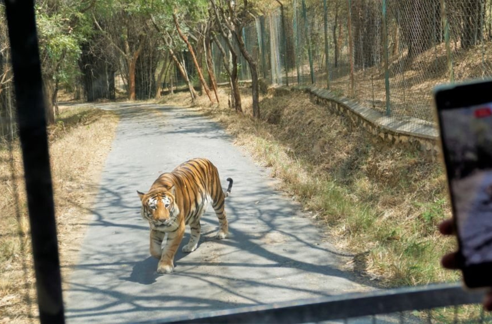 Sighting of Tiger during Safari trip in Bannerghatta Biological Park, Bangalore, Karnataka, India.