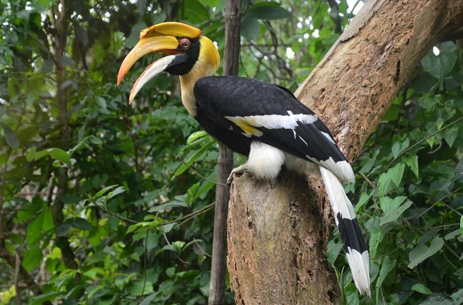 The Great Indian Hornbill is one of the larger members of the hornbill family and it is found largely in Southeast Asia.