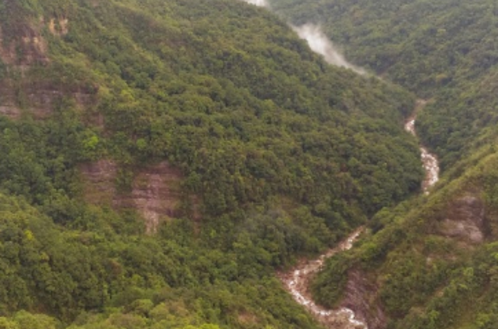 The species and its habitat are unique. It occurs in an isolated population in the state of Meghalaya.