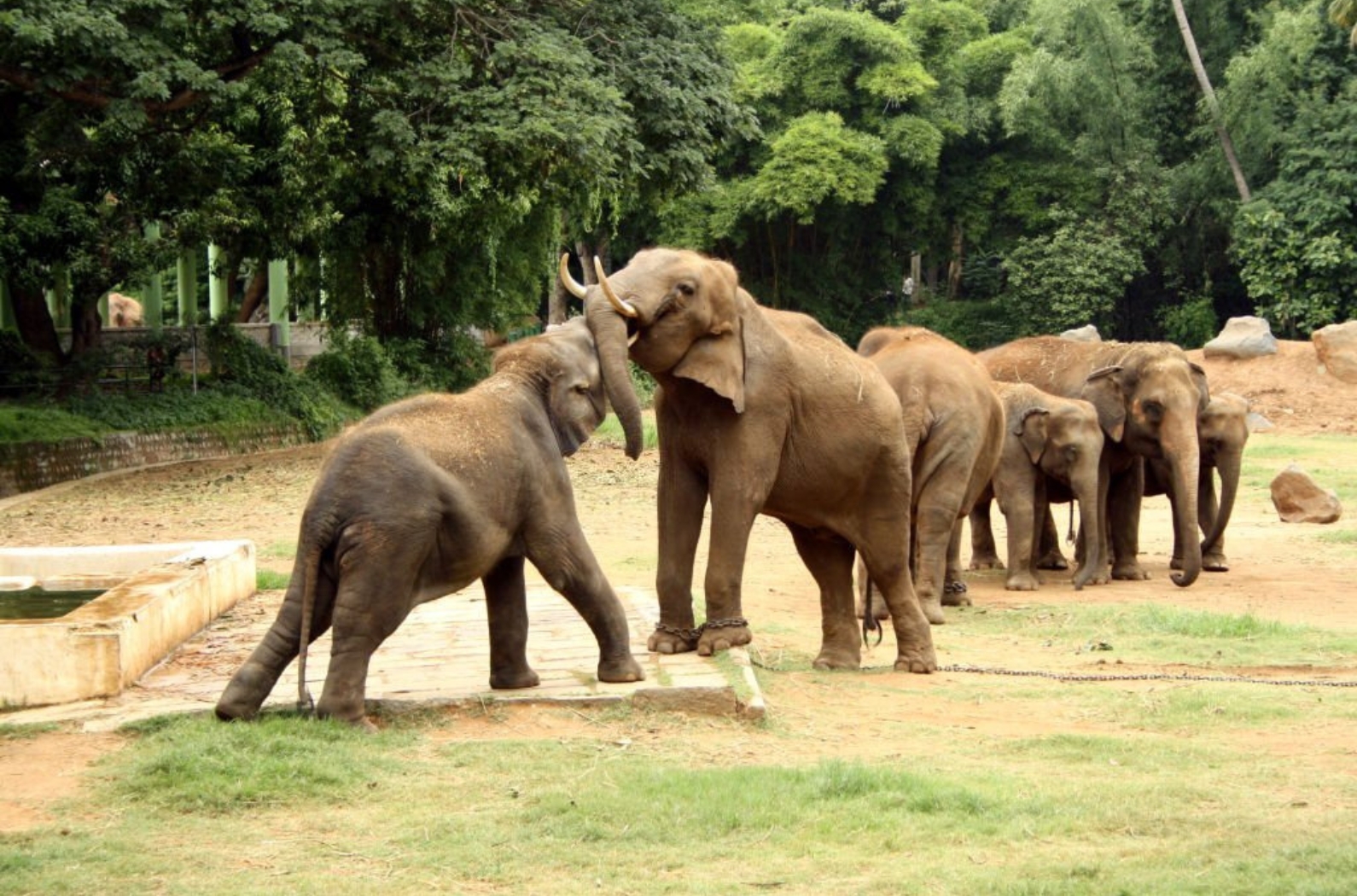 Two elephants are playing with other elephants in background.