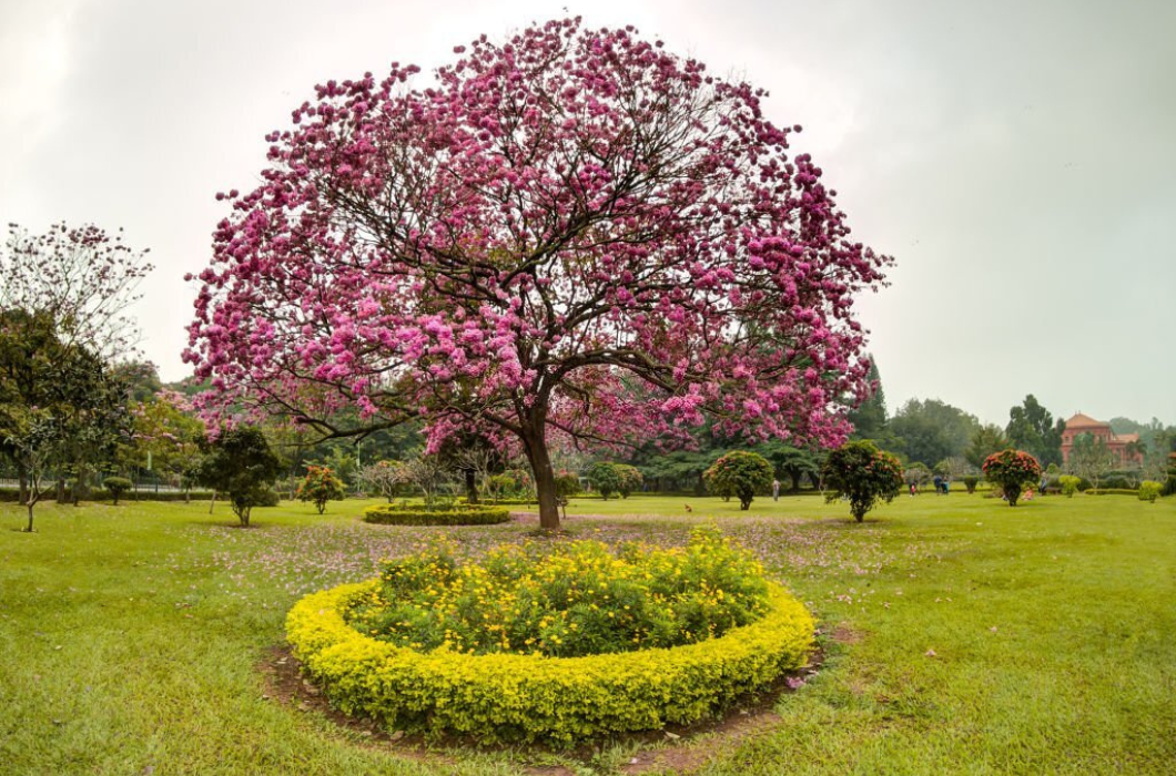 Cubbon Park garden view