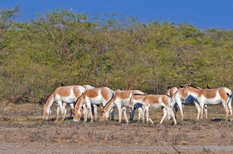 Wild Ass Grazing in Wild Ass sanctuary.