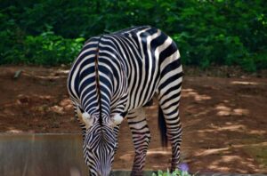 ZEBRA in Bannerghatta biological park.