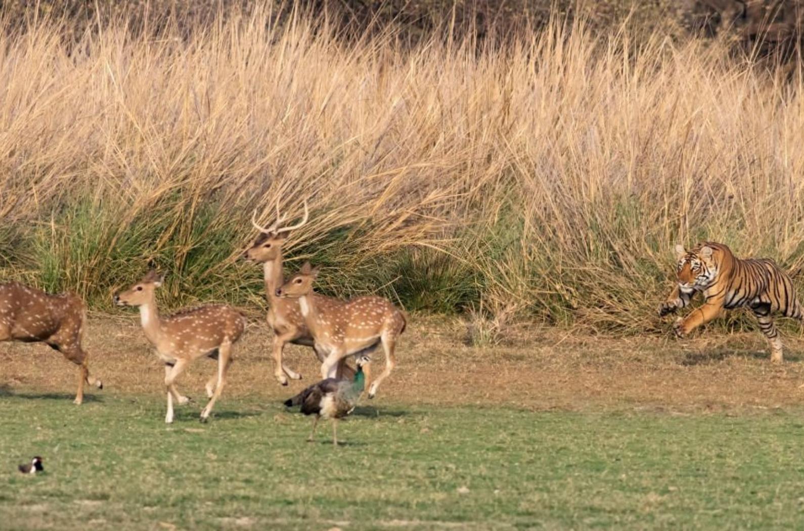 A female Bengal Tiger at the Ranthambhore National Park in Rajasthan, India, breaks cover to charge toward a group of Chital deer.