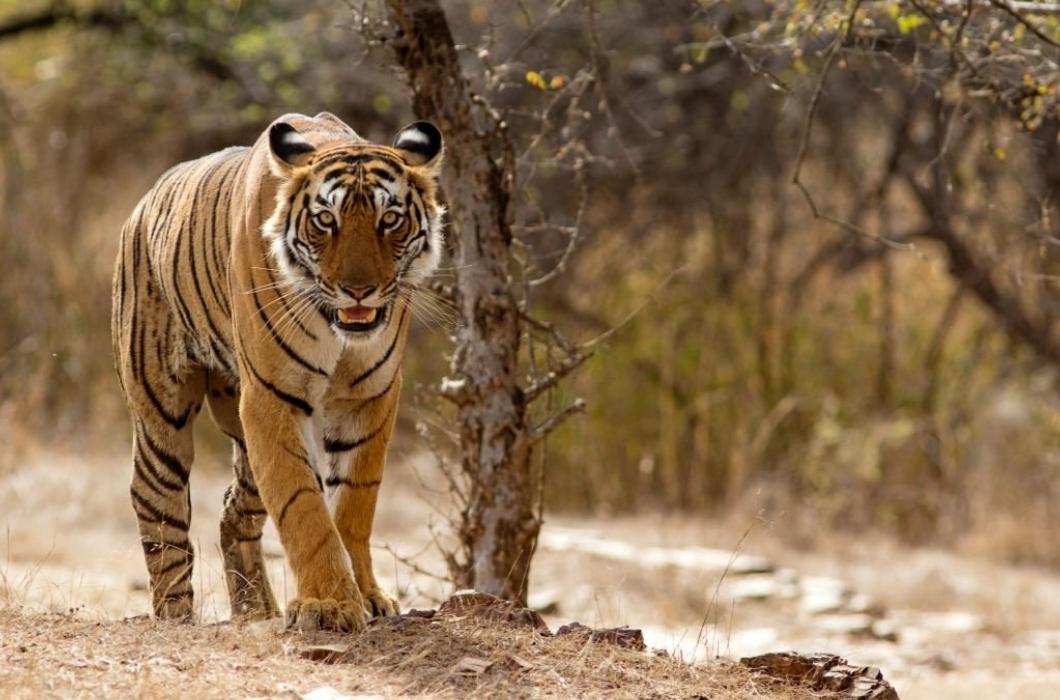 A female Bengal Tiger at the Ranthambhore National Park in Rajasthan, India.