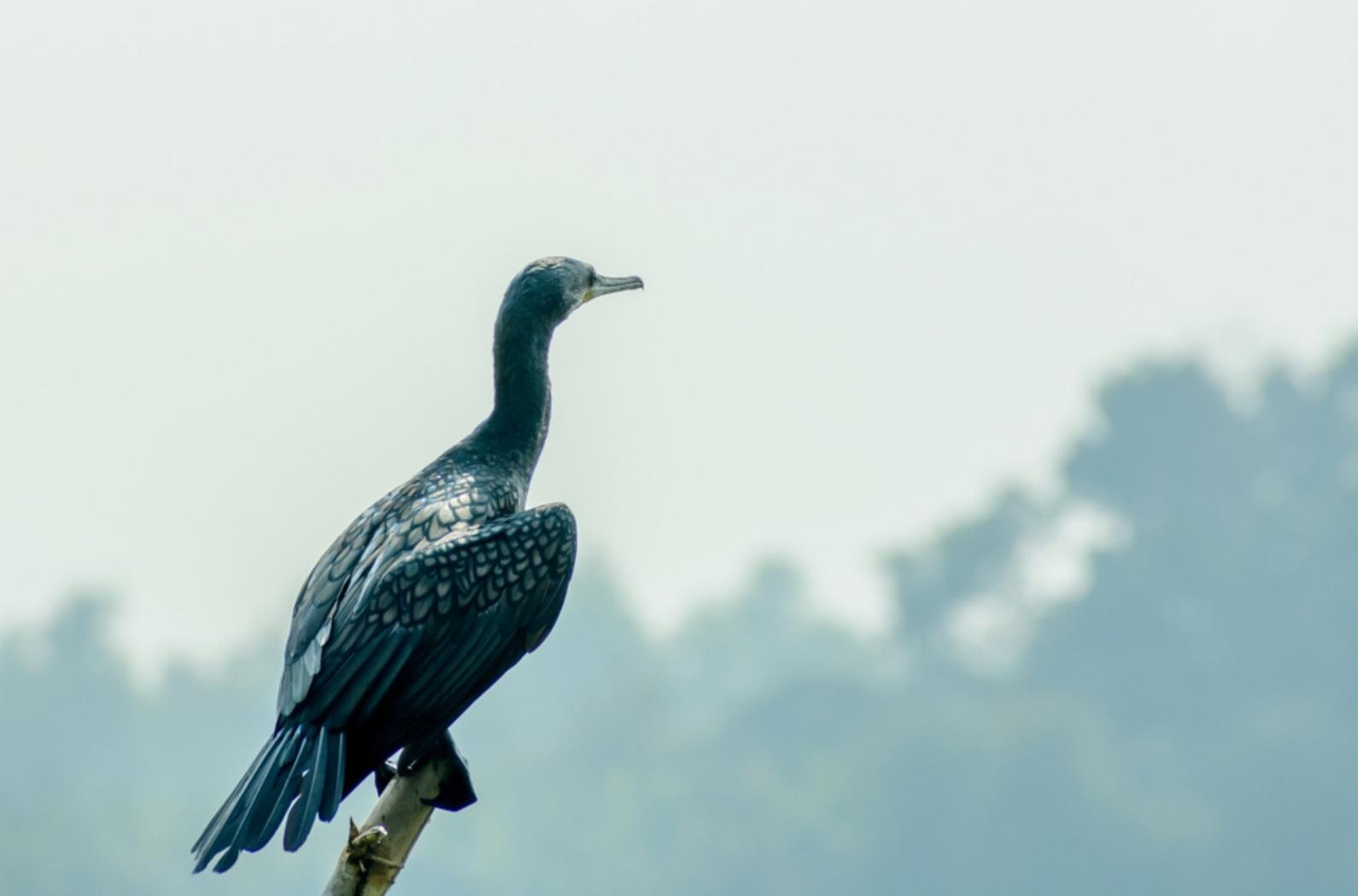 A matte black fishing bird in taken from Kumarakom Bird Sanctuary India.