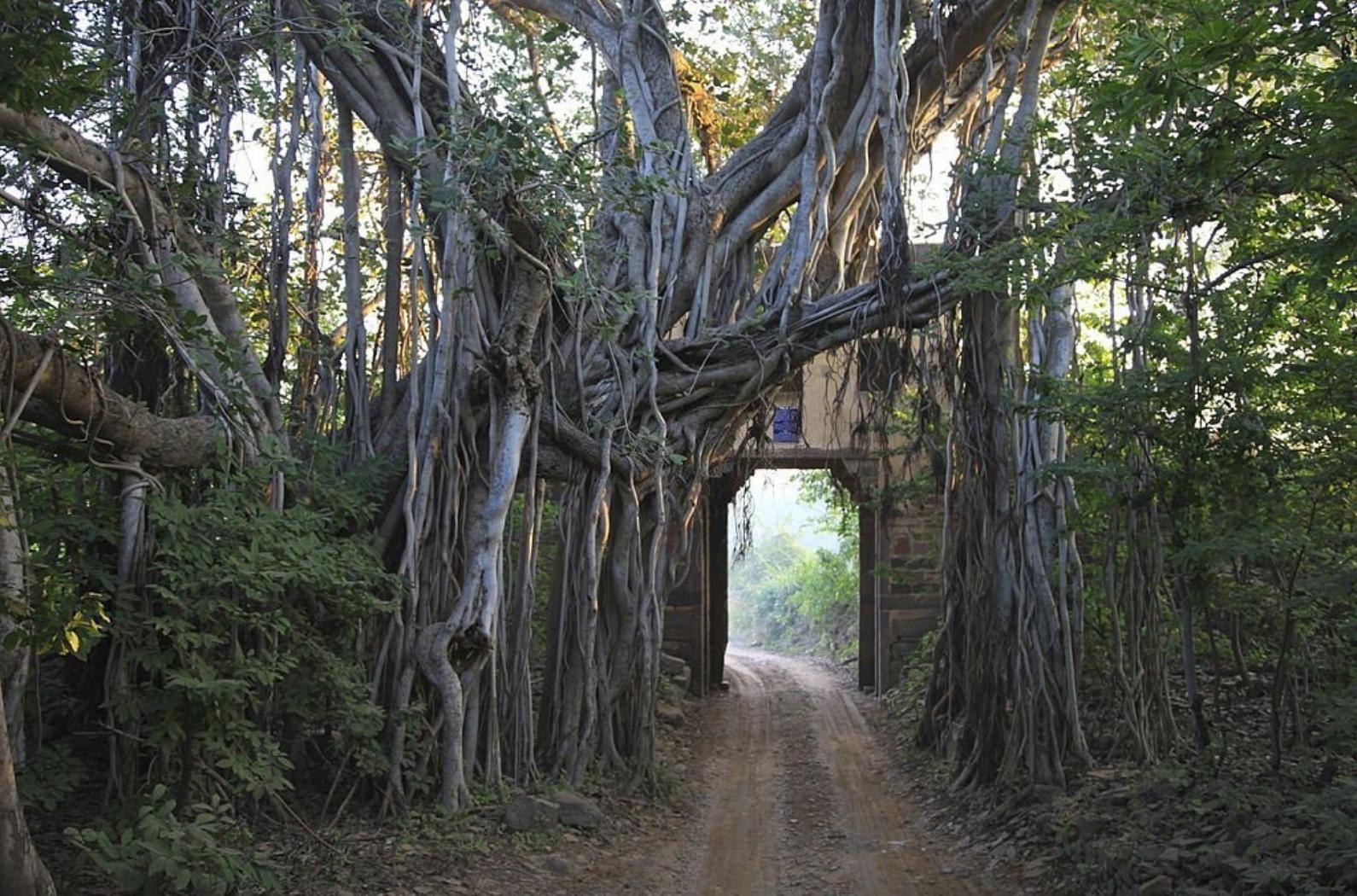 An image of one of the entrance gates of this famous national parks. The gate is covered in the roots of an ancient Indian banyan tree.