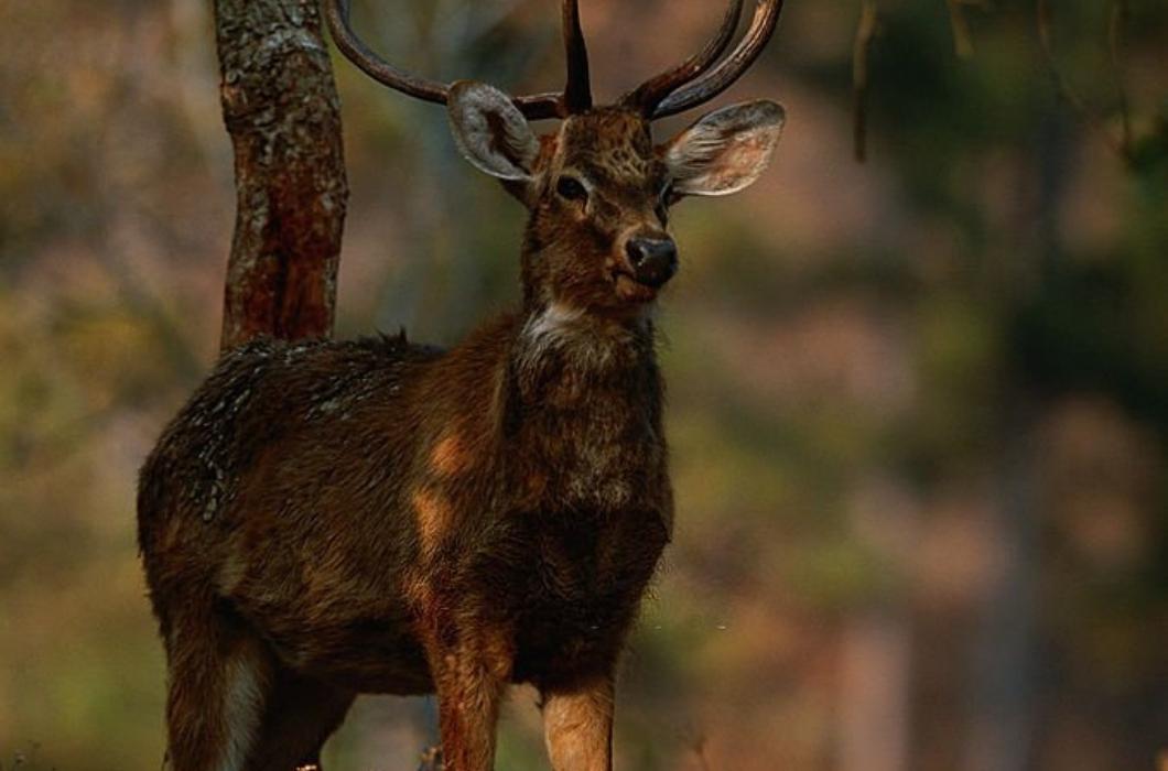 Brow-antlered deer (Cervus eldi eldi) standing, Close up, Keibul lamjao National Park, India.