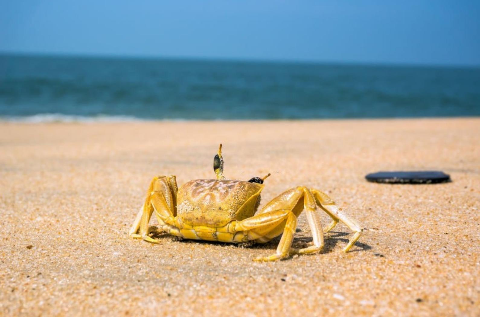 Crab on the white sand beach with blue aqua sea background in summer.