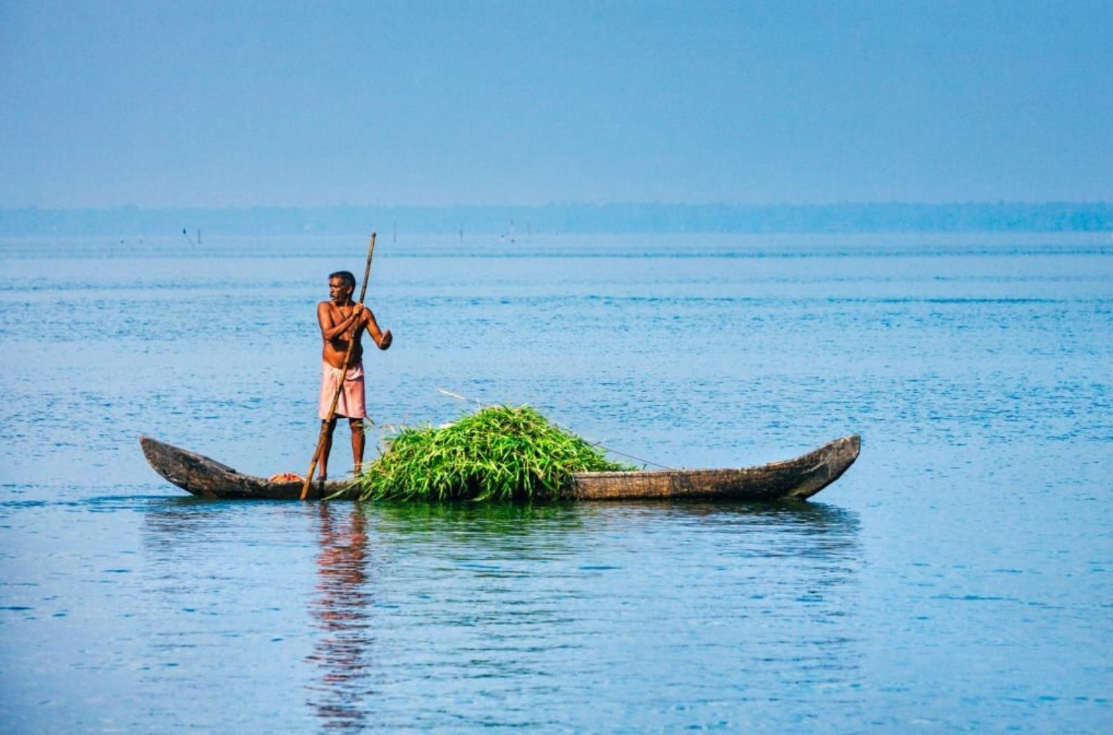 Indian man transporting his crop by Kettuvallam (a traditional Indian boat) on Vembanad Lake in Kumarakom.