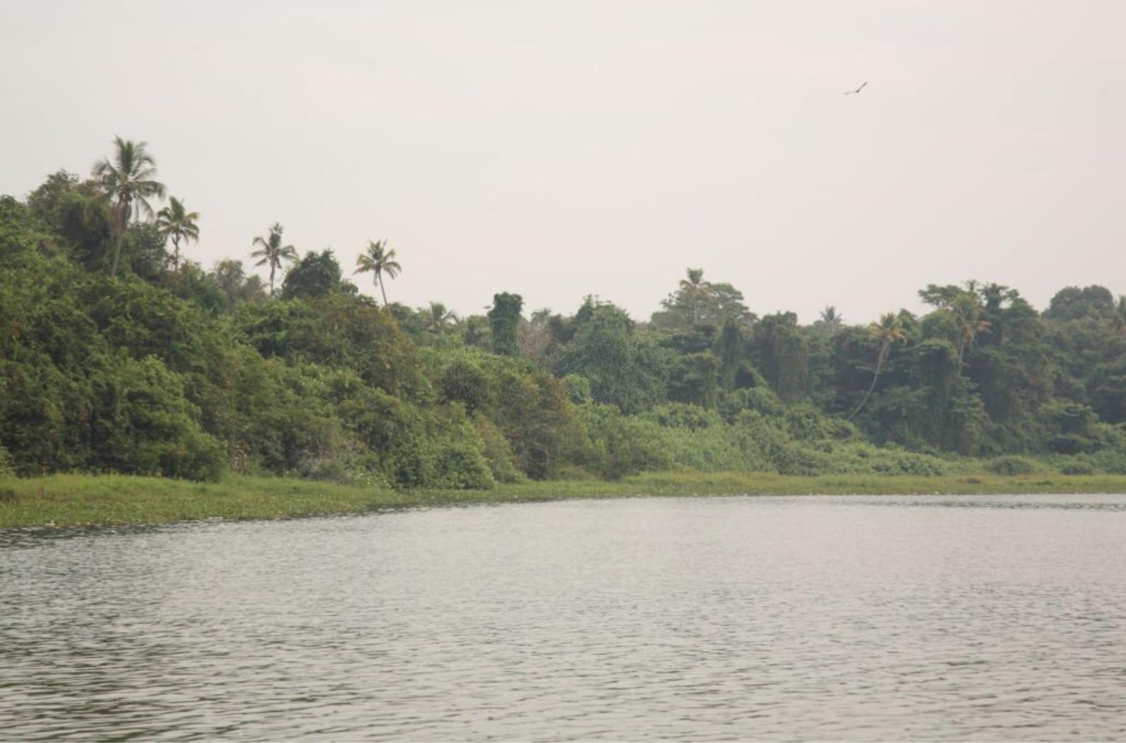 Kumarakom bird Sanctuary and backwaters, Kerala.