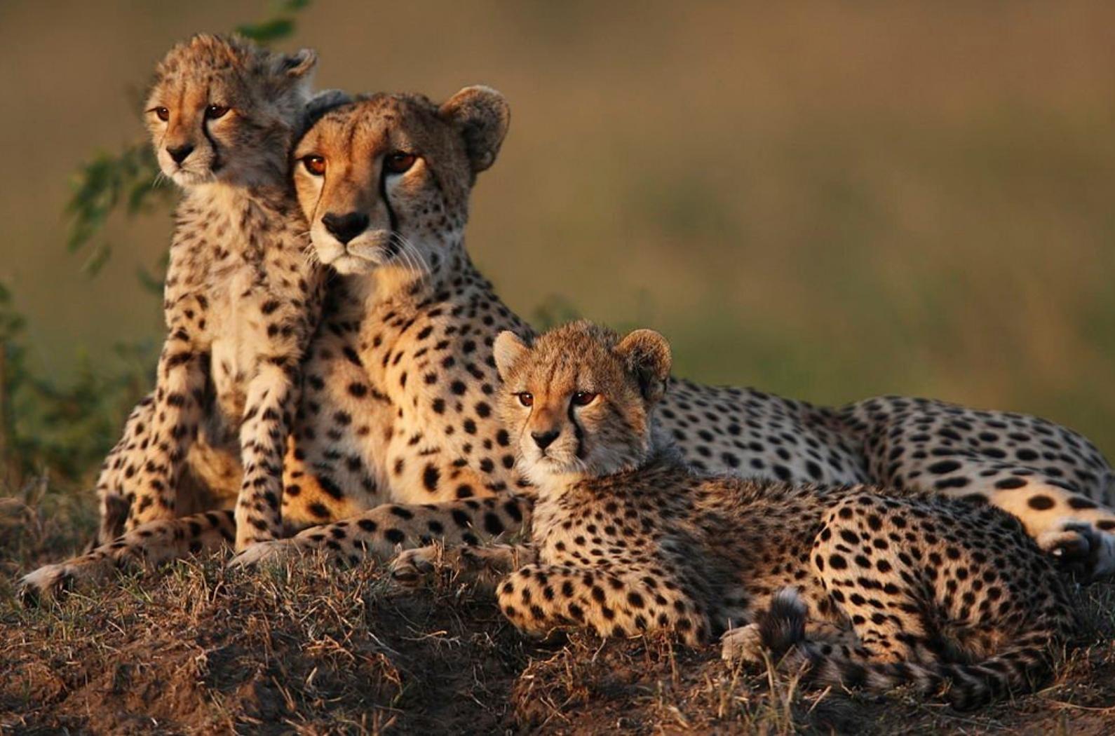 Mother cheetah with two 2 month old cubs on a termite mound.