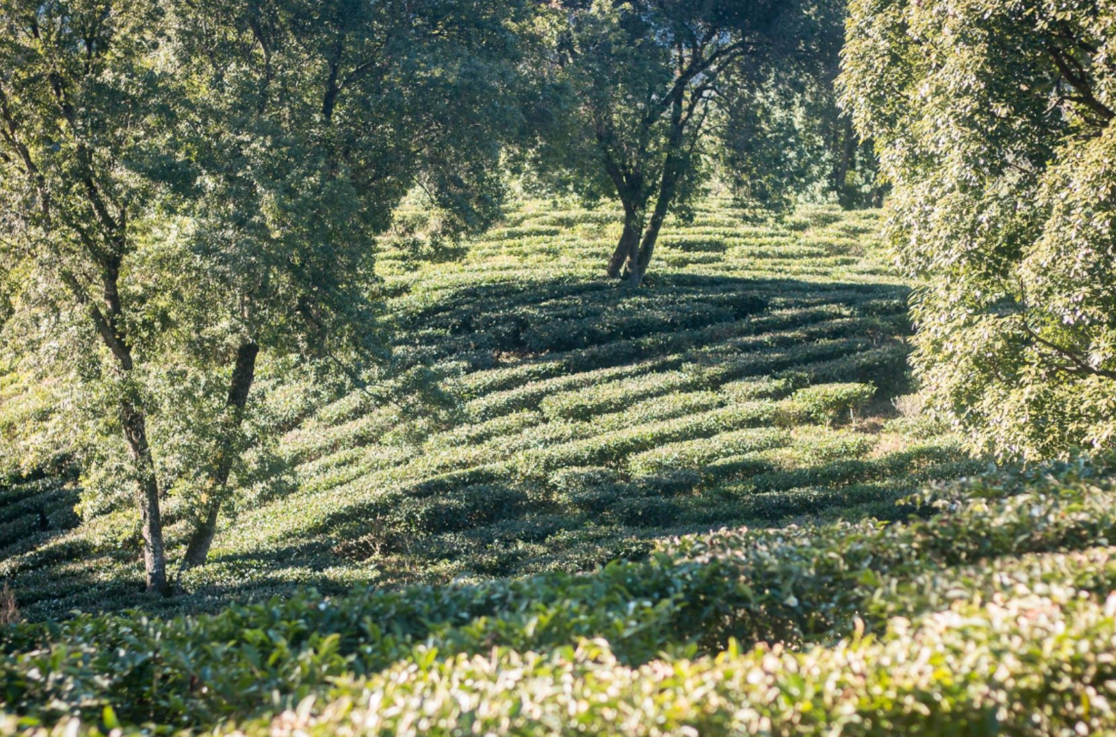 Nilai Tea Estate 