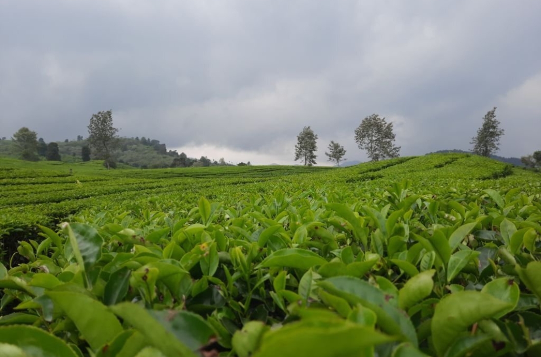 Nilai Tea Estate